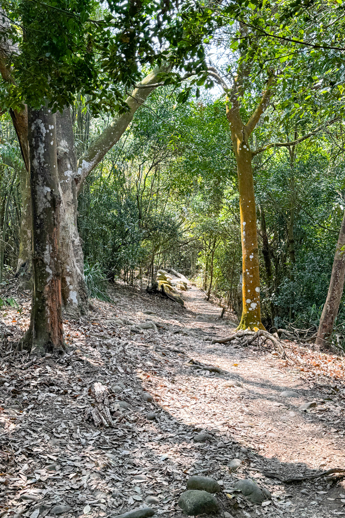 台中北屯｜大坑5-1號登山步道．融入日本作家水上勉元素，銜接5號步道抵達頭嵙山 @飛天璇的口袋