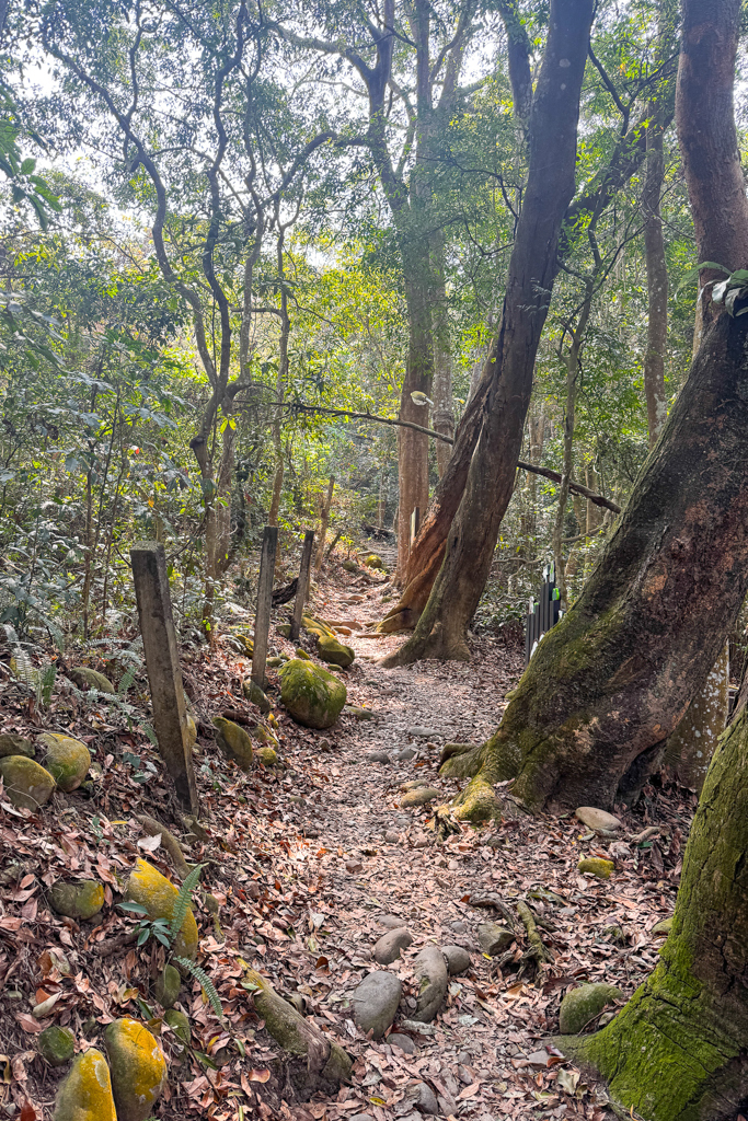台中北屯|大坑5-1號登山步道.融入日本作家水上勉元素,銜接5號步道抵達頭嵙山 @飛天璇的口袋 台中北屯|大坑5-1號登山步道.融入日本作家水上勉元素,銜接5號步道抵達頭嵙山 @飛天璇的口袋