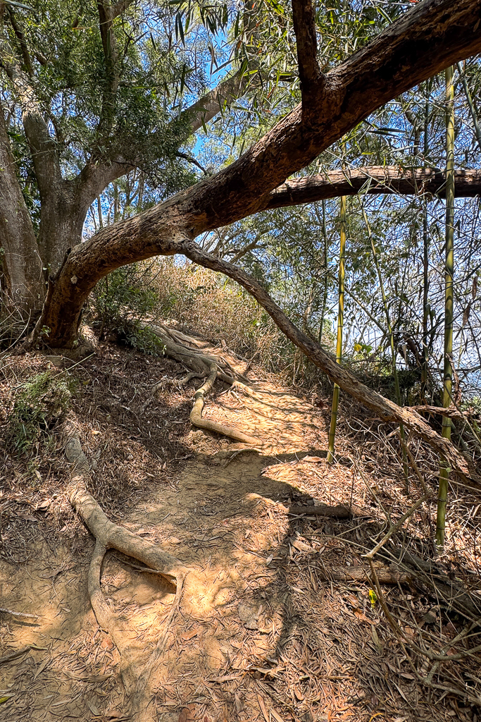 台中潭子｜新田登山步道．挑戰1063階木棧階梯．編號40小百岳聚興山 @飛天璇的口袋
