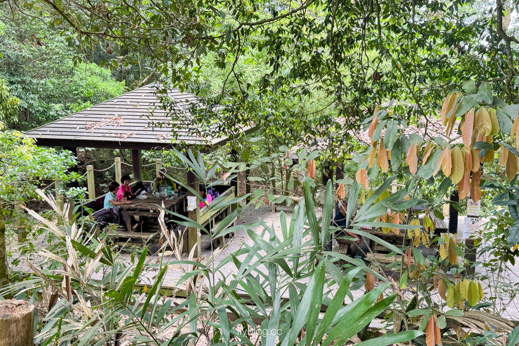 台中北屯｜大坑4號登山步道．33公尺繩索橋也太美，不愧為大坑魔王級步道 @飛天璇的口袋