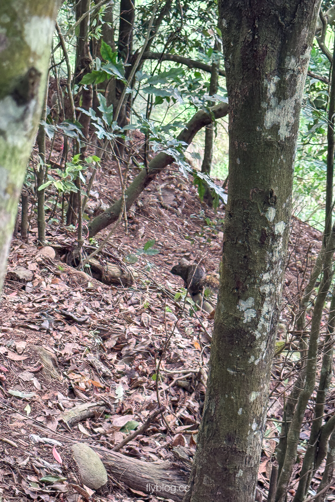 台中北屯｜大坑2號登山步道．全長1.2公里連接頭嵙山，挑戰60度好漢坡木棧道 @飛天璇的口袋