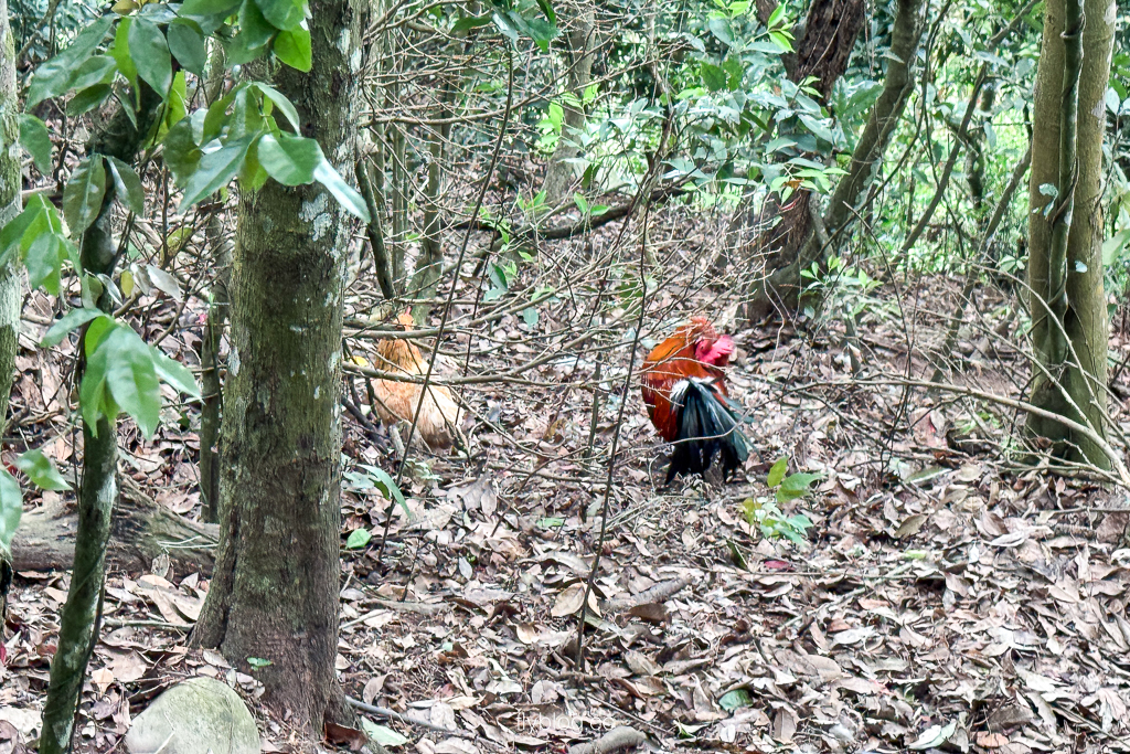 台中北屯｜大坑2號登山步道．全長1.2公里連接頭嵙山，挑戰60度好漢坡木棧道 @飛天璇的口袋