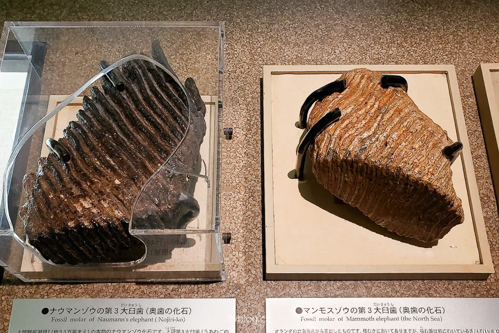 日本長野|野尻湖納瑪象博物館.4萬年前冰河時期的文物,一探納瑪象與早期人類生活 @飛天璇的口袋 日本長野|野尻湖納瑪象博物館.4萬年前冰河時期的文物,一探納瑪象與早期人類生活 @飛天璇的口袋