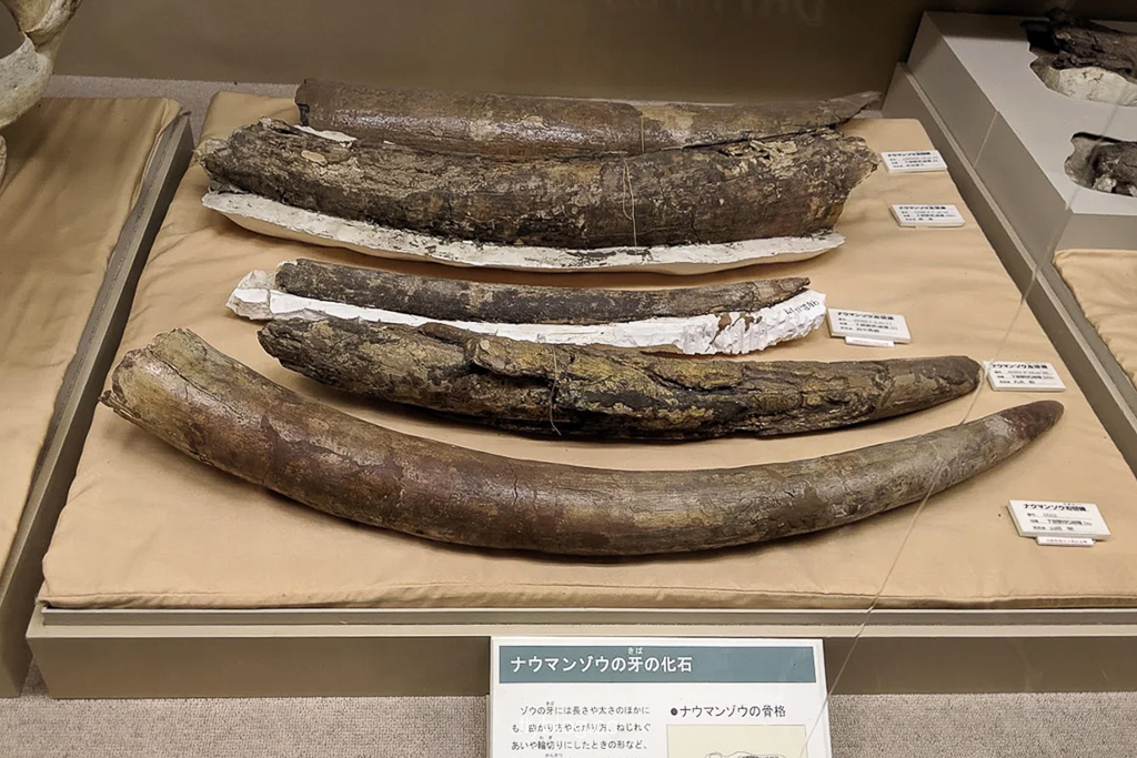 日本長野|野尻湖納瑪象博物館.4萬年前冰河時期的文物,一探納瑪象與早期人類生活 @飛天璇的口袋 日本長野|野尻湖納瑪象博物館.4萬年前冰河時期的文物,一探納瑪象與早期人類生活 @飛天璇的口袋