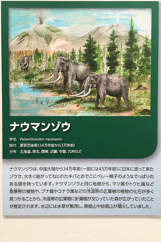 日本長野|野尻湖納瑪象博物館.4萬年前冰河時期的文物,一探納瑪象與早期人類生活 @飛天璇的口袋 日本長野|野尻湖納瑪象博物館.4萬年前冰河時期的文物,一探納瑪象與早期人類生活 @飛天璇的口袋