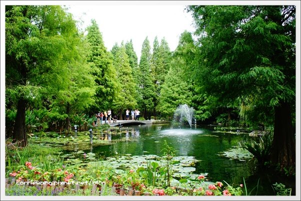 菁芳園休閒農場｜田尾最美的落羽松森林，彷佛到了歐洲一樣的異國風情 @飛天璇的口袋