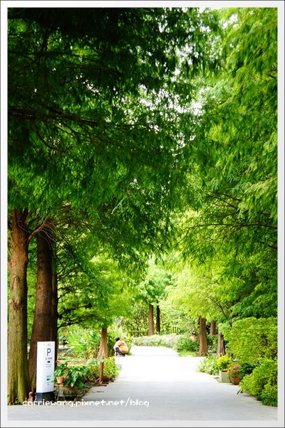 菁芳園休閒農場｜田尾最美的落羽松森林，彷佛到了歐洲一樣的異國風情 @飛天璇的口袋