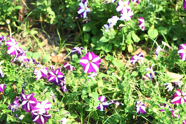 【彰化旅遊景點】溪州費茲洛公園。紫色薰衣草盛開中，公園裡有小橋湖泊，而且不定期的會有熱氣球活動 @飛天璇的口袋
