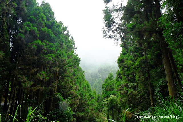 杉林溪森林生態渡假園區｜海拔1800公尺的山林美景，欣賞大自然的鬼斧神工 @飛天璇的口袋