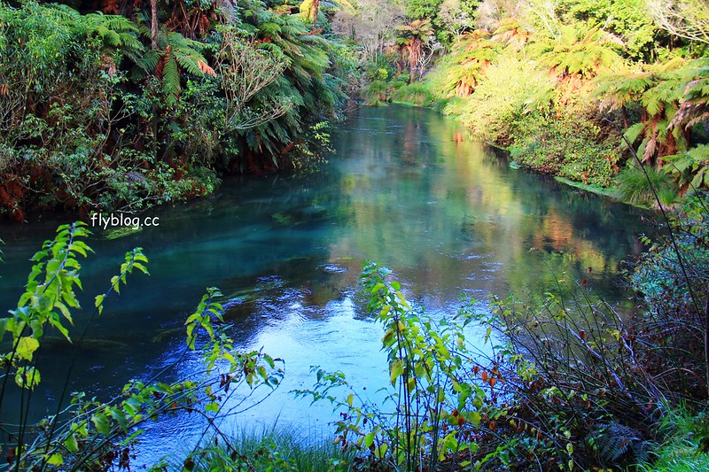 紐西蘭北島┃藍泉．Blue Spring：紐西蘭北島的神秘景點，超清澈夢幻的藍色泉水，紐西蘭70%的瓶裝水都出自這裡 @飛天璇的口袋