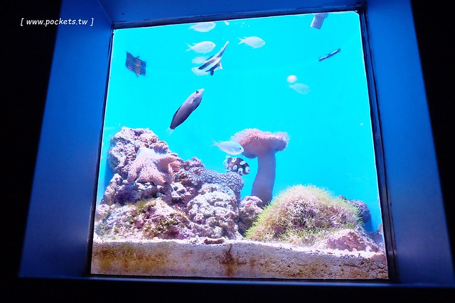 美麗海水族館┃沖繩旅遊景點：絢麗多彩的沖繩之謎，嘆為觀止的黑潮之海，非常療癒的海底動物，親子旅遊推薦景點 @飛天璇的口袋