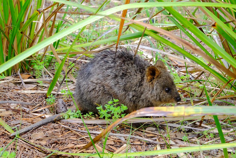 澳洲珀斯｜Rottnest Island 羅特尼斯島，西澳最受觀迎的渡假島嶼，世界最快樂的動物Quokka @飛天璇的口袋