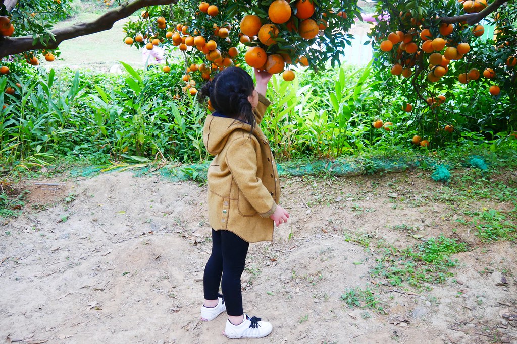 【苗栗頭屋】橙香森林~森林裡面的浪漫玻璃屋，「橙香森林」有大片草原和橙香隧道，親子旅遊IG打卡的好地方 @飛天璇的口袋