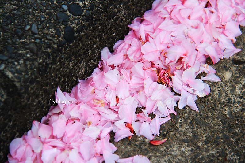 【日本靜岡】藤枝蓮華寺池公園~以花、水、鳥為主題的自然公園，有櫻花、荷花、杜鵑和紫藤花…等不同花卉，分享4/26紫藤花的最新花況 @飛天璇的口袋