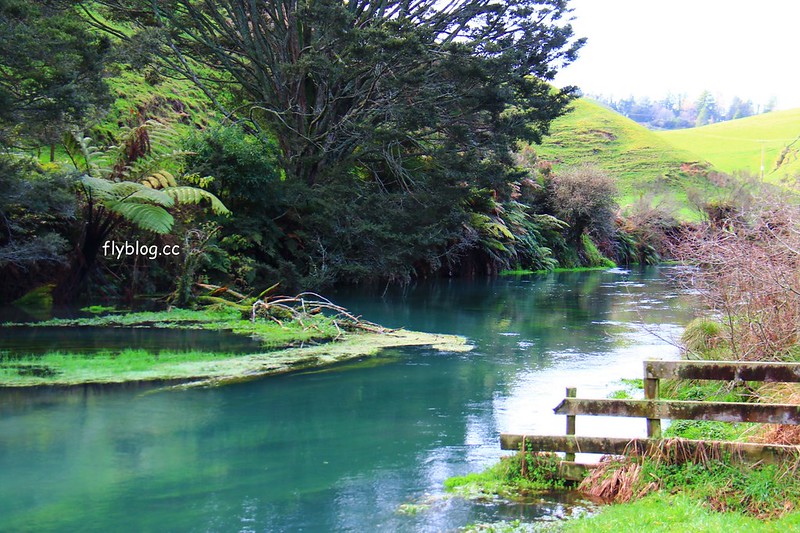 紐西蘭北島｜藍泉 Blue Spring Putaruru，紐西蘭北島的神秘景點，清澈夢幻的藍色泉水，紐西蘭70%的瓶裝水出處 @飛天璇的口袋