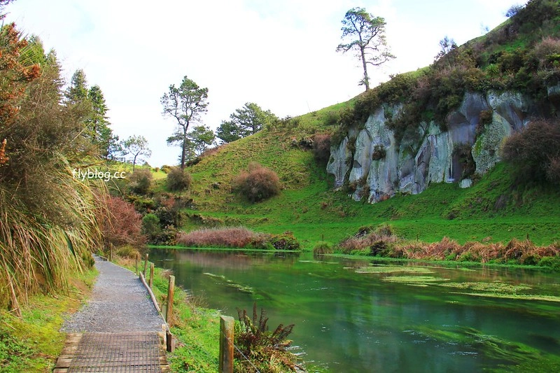 紐西蘭北島｜藍泉 Blue Spring Putaruru，紐西蘭北島的神秘景點，清澈夢幻的藍色泉水，紐西蘭70%的瓶裝水出處 @飛天璇的口袋
