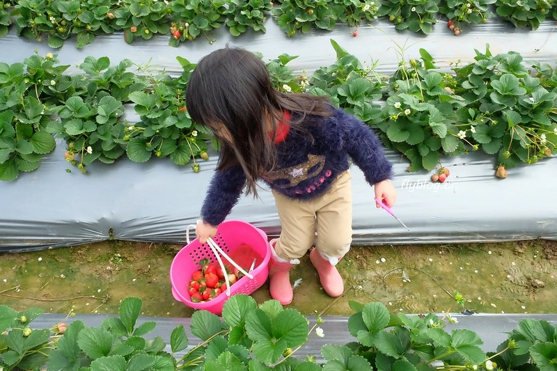 【台中潭子】草莓世界，採草莓不用到苗栗大湖，台中潭子就有草莓園，無毒有機草莓吃的安心 @飛天璇的口袋