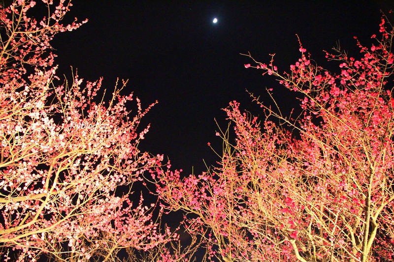 【日本三重】名花之里．なばなの里~日本三大燈季之一，2018燈會主題熊本熊，含名古屋到名花之里交通方式 @飛天璇的口袋