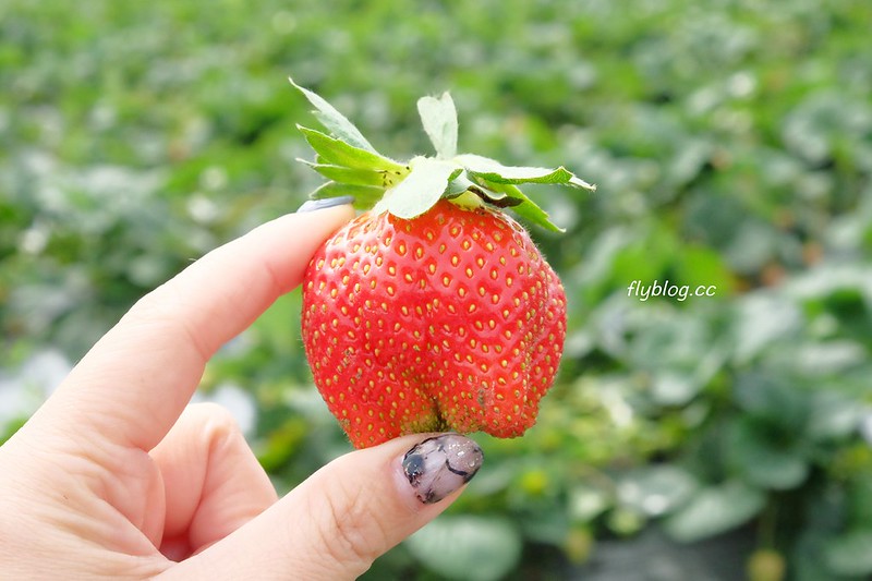 【台中潭子】草莓世界，採草莓不用到苗栗大湖，台中潭子就有草莓園，無毒有機草莓吃的安心 @飛天璇的口袋