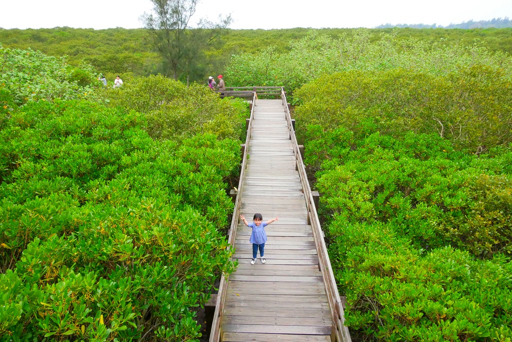 【新竹新豐】新豐紅樹林綠色步道：兼具休閒與觀光的生態保護區，走在被大自然包圍的綠色小隧道 @飛天璇的口袋