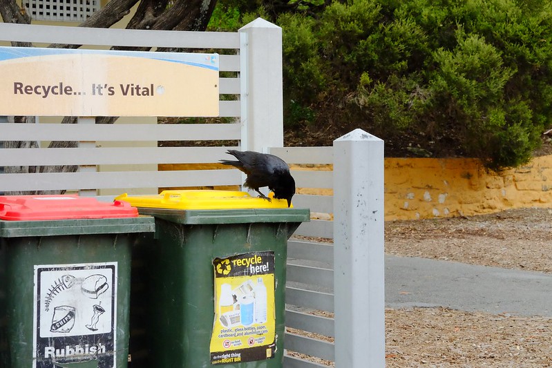 Rottnest Island 羅特尼斯島┃西澳伯斯：西澳最受觀迎的渡假天島嶼，與世界最快樂的動物Quokka近距離接觸 @飛天璇的口袋