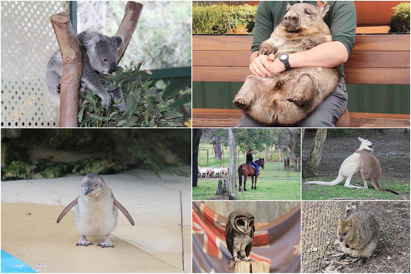 澳洲珀斯｜Caversham Wildlife Park 凱維森野生動物園，珀斯野生動物園，與無尾熊、袋鼠、王八熊的近距離接觸 @飛天璇的口袋