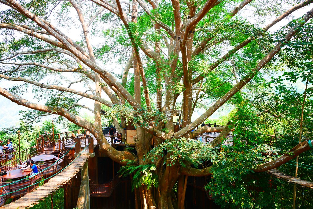 巨樹咖啡屋 The Giant Chiangmai Thailand┃泰國清邁：清邁近郊秘境咖啡館，懸空在50米高叢林雅座喝咖啡，巨樹咖啡屋還有提供住宿 @飛天璇的口袋
