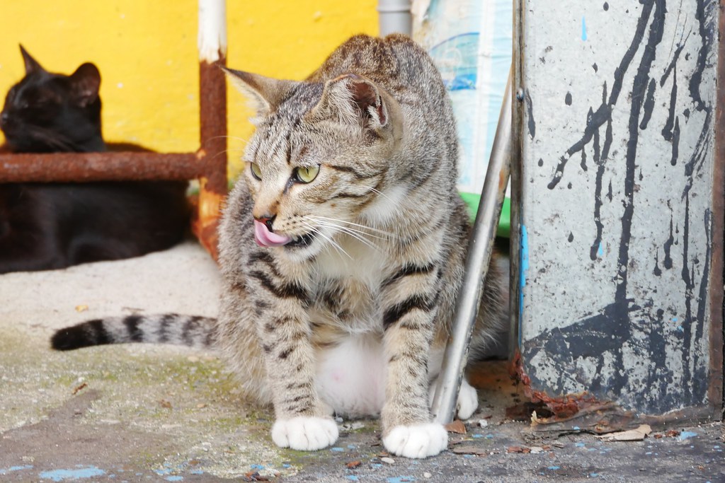新北瑞芳｜猴硐貓村一日遊，CNN推薦全球六大賞貓景點，漫步可愛的貓咪小鎮 @飛天璇的口袋