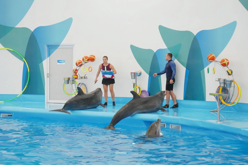 泰國芭達雅｜Pattaya Dolphinarium 芭達雅海豚之家，亞洲最棒的海豚表現，泰國芭達雅最夯親子景點 @飛天璇的口袋
