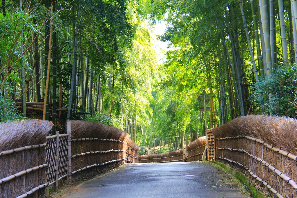 【日本京都】竹之徑(竹林公園)~日本500條最美的步道，不用到嵐山人擠人，幽靜又療癒的京都旅遊景點 @飛天璇的口袋
