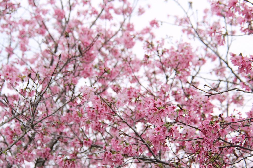 新社月湖莊園｜地主免費開放賞櫻，整片粉紅富士櫻即將盛開！ @飛天璇的口袋