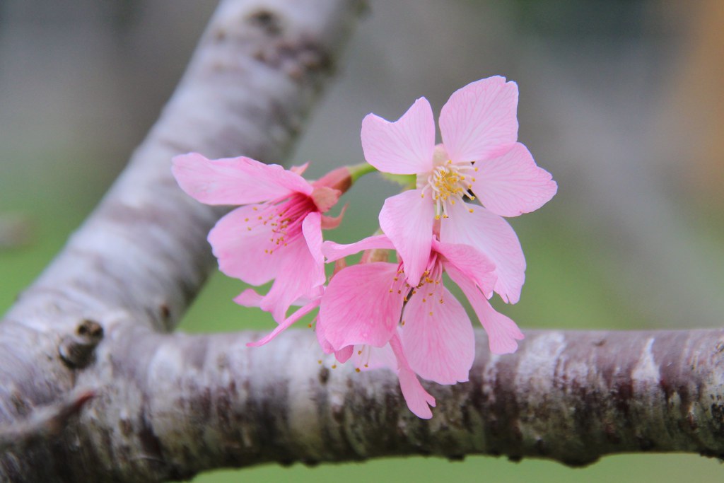 新社月湖莊園：地主免費開放賞櫻，整片粉紅富士櫻即將盛開！ @飛天璇的口袋