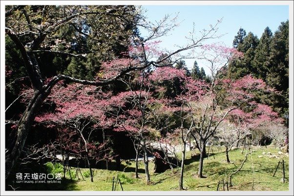 【嘉義】2013阿里山櫻花季(3/15~4/15)。分享3/9最新花況，吉野櫻の櫻王已經開了哦！ @飛天璇的口袋