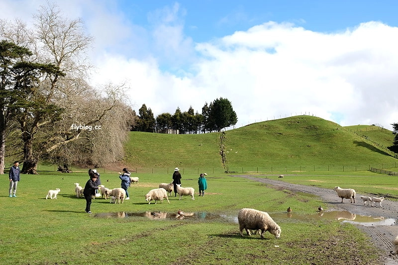 紐西蘭北島自由行┃羅托魯阿景點推薦：Agrodome Farm 愛歌頓農場觀賞剪羊毛秀，體驗坐小拖車遊牧場，親近羊咩咩和草泥馬 @飛天璇的口袋