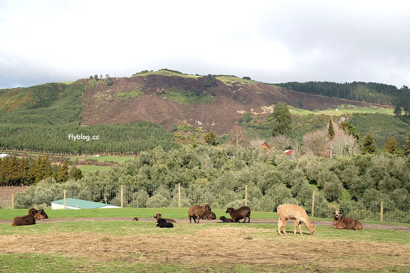 紐西蘭北島自由行┃羅托魯阿景點推薦：Agrodome Farm 愛歌頓農場觀賞剪羊毛秀，體驗坐小拖車遊牧場，親近羊咩咩和草泥馬 @飛天璇的口袋