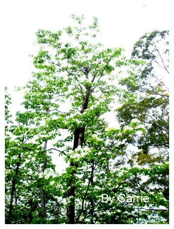 【台中旅遊】2009東勢林場油桐花季 @飛天璇的口袋