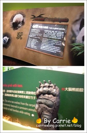 【台北旅遊】高鐵木柵動物園．故宮博物院一日行 @飛天璇的口袋